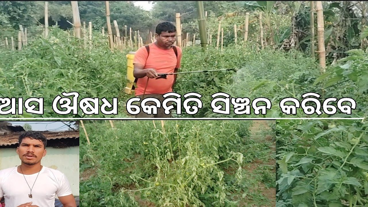 ଦାଦା ଔଷଦ ସିଞ୍ଚନ କରୁଛନ୍ତି Dada ousada sinchana karuchanti 