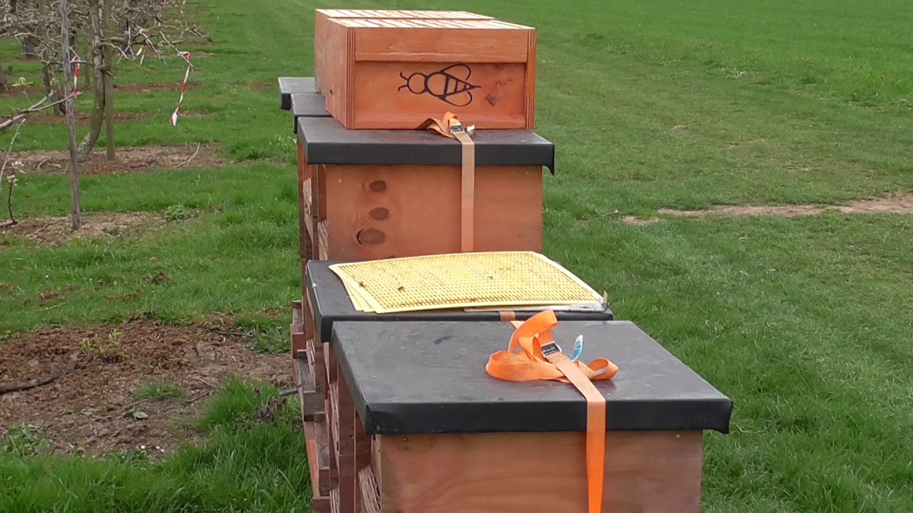 Bienen Imkerei, Wanderung in die Obstbl&uuml;te