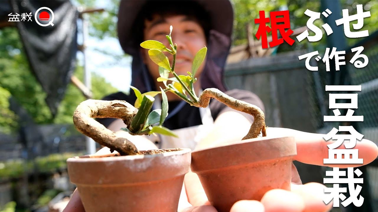 【金豆】根ぶせで作るキンズの豆盆栽【盆栽Q】