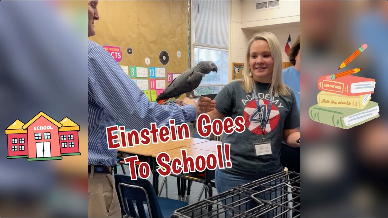 Einstein Parrot Goes To School