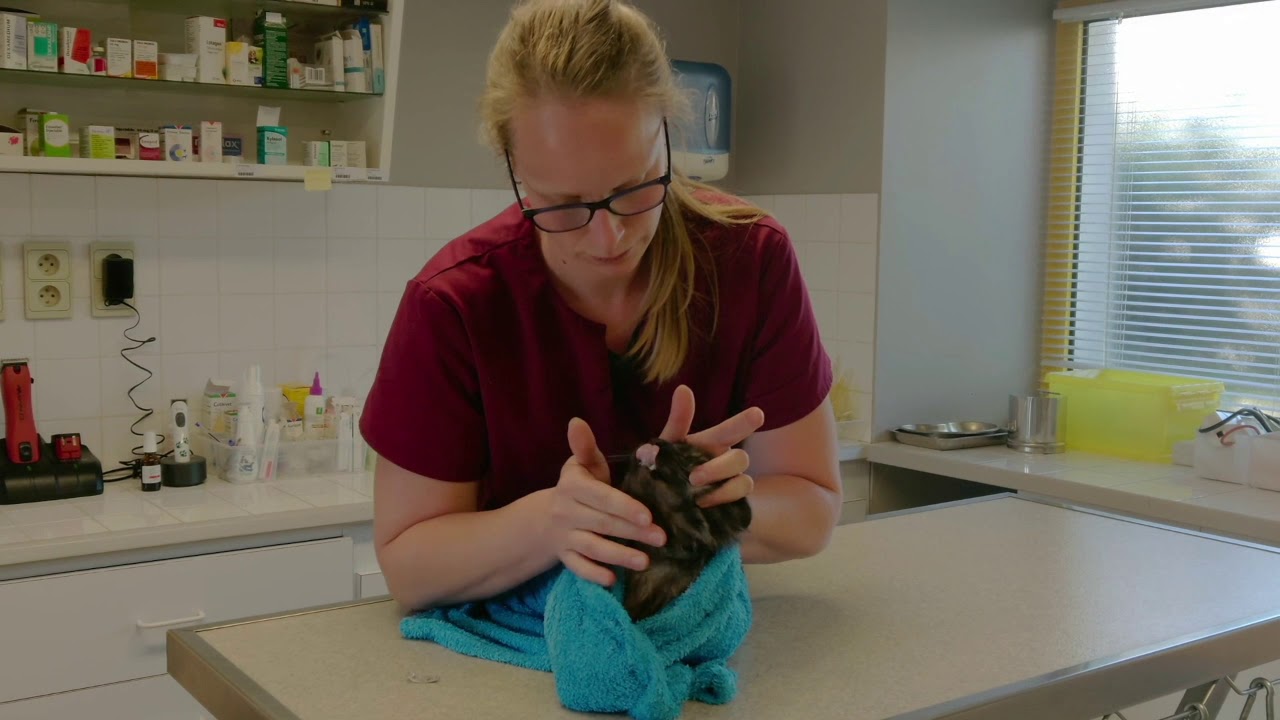 Comment donner un comprimé à un chat récalcitrant  ?