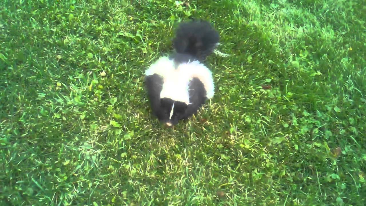 rabid skunk