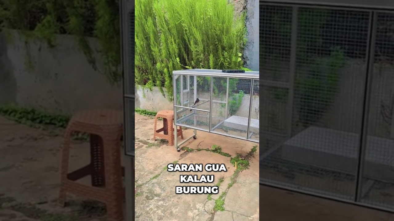 Simak cara jebol birahi untuk murai