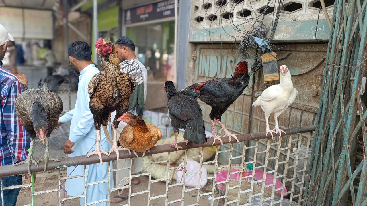 Lalukhet Morgha Market 3_03_2025 Farhan birds Youtube channel.