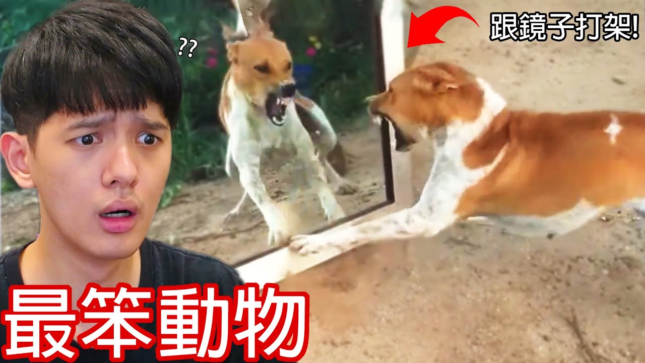 【尊】所有你能想到最笨的動物都在這裡面...【第2頻道】