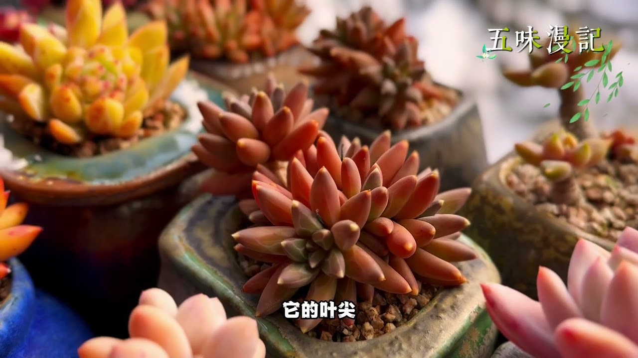 近期降雪降温，阳光房持续安全低温环境，多肉颜色日渐鲜艳，而且通透感增强…｜多肉植物