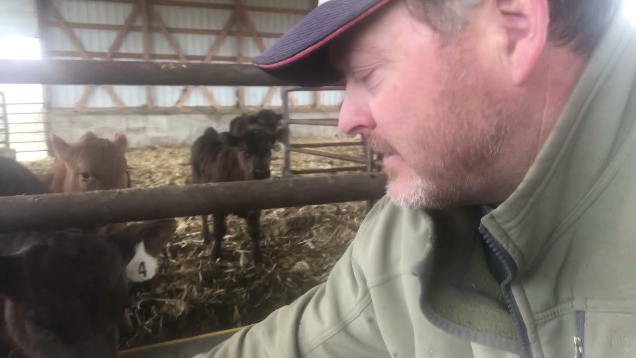 Cleaning Ritchie cattle waterers