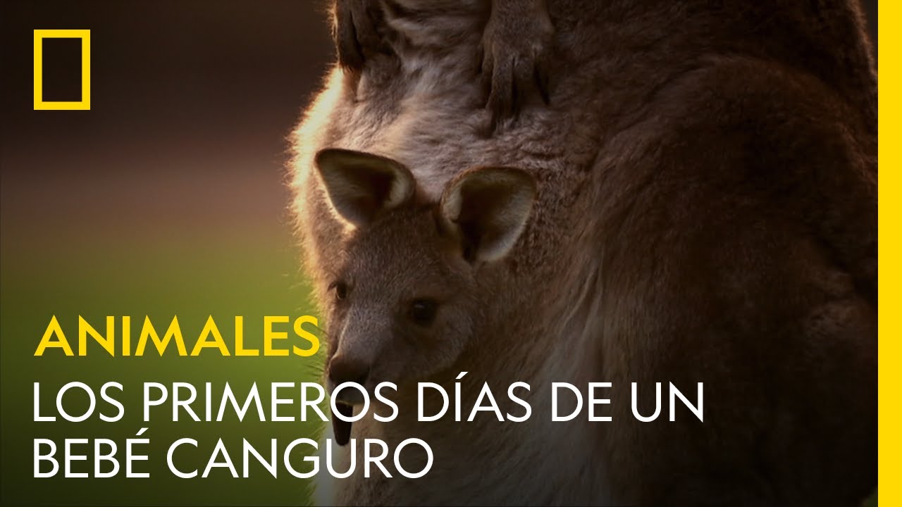 El increíble nacimiento de un bebé canguro | NATIONAL GEOGRAPHIC ESPAÑA