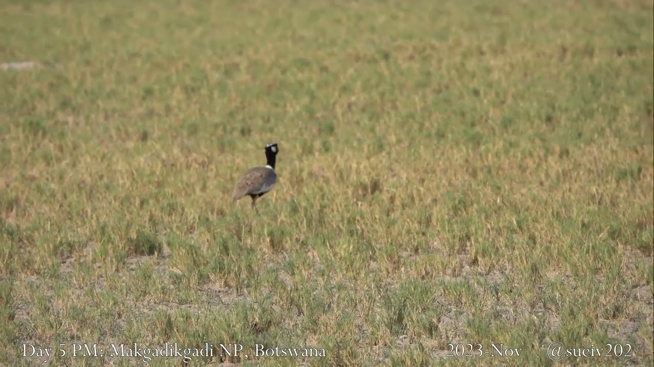northern black korhaan pair - part 1 - striking high-contrast male