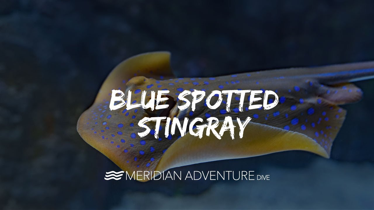 The Blue Spotted Sting Ray.