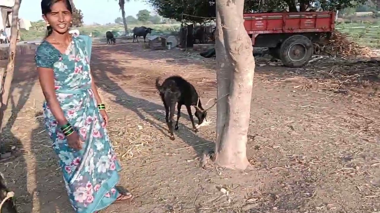 गावाकडचं सकाळचं काम आणि भैय्या  मनतोय शेळ्या विकायच्या || ☹️🤔🫢💫#minivlog #subscribe #support 