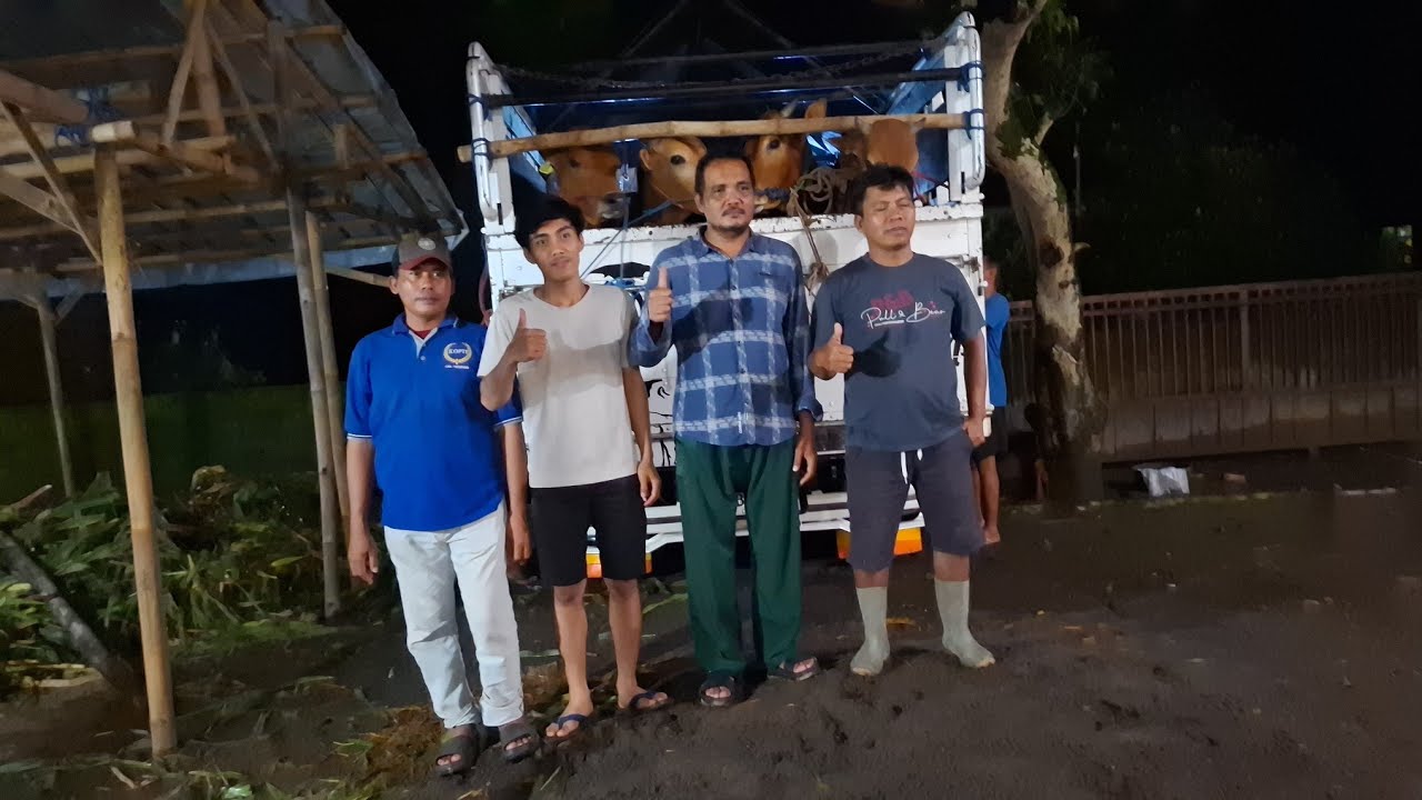 BORONG SAPI MADURA‼️DEAL HARGA LANGSUNG DI KIRIM | PAK PURNOMO SAPI MULYA BOYOLALI ||