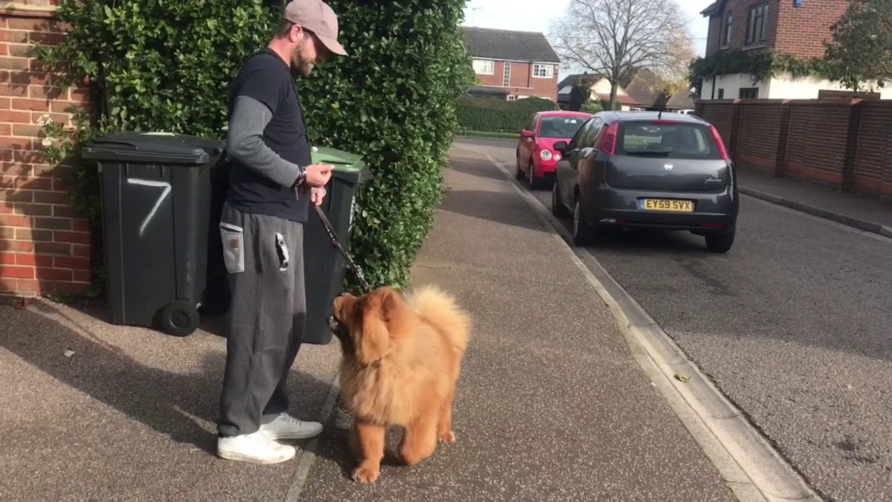 DOG WHISPERER ?? | REACTIVE CHOW CHOW | REWARDING CALMING SIGNALS | PT.1