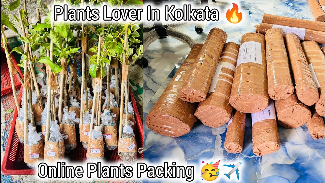 150+ Rare Variety Bougainville Plants Packing 🔥🌱 Kolkata Best Online Selling Nursery 🤩 Wholesaler💯