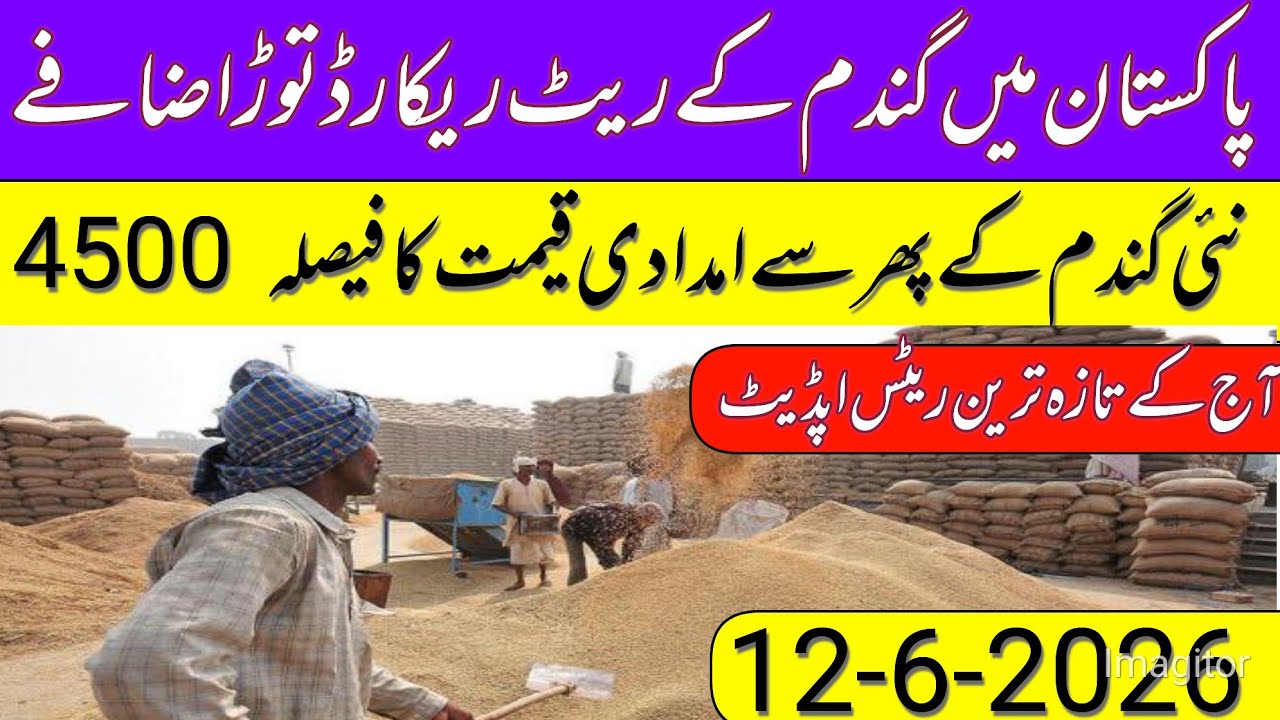 New Gandum Rates Today 2026 || New Wheat Price Today || Gundam kay RatesToday