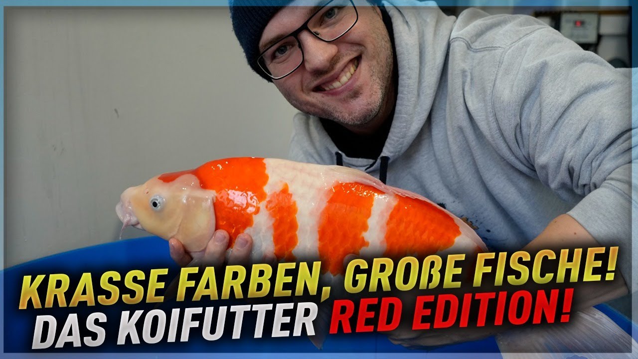 Koi Garage + DAS KOIFUTTER RED EDITION! Krasse Farben, große Fische!