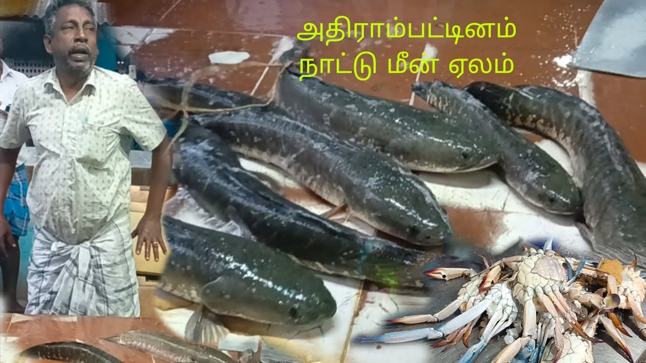 அதிரா பட்டினம் நாட்டு மீன்🐟🐟 ஏலம் 👍🏻#suport#subscribe |fishkannan|❤️🙏🏻