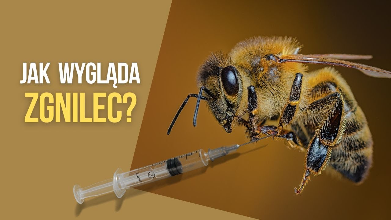 Jak wygląda zgnilec amerykański?