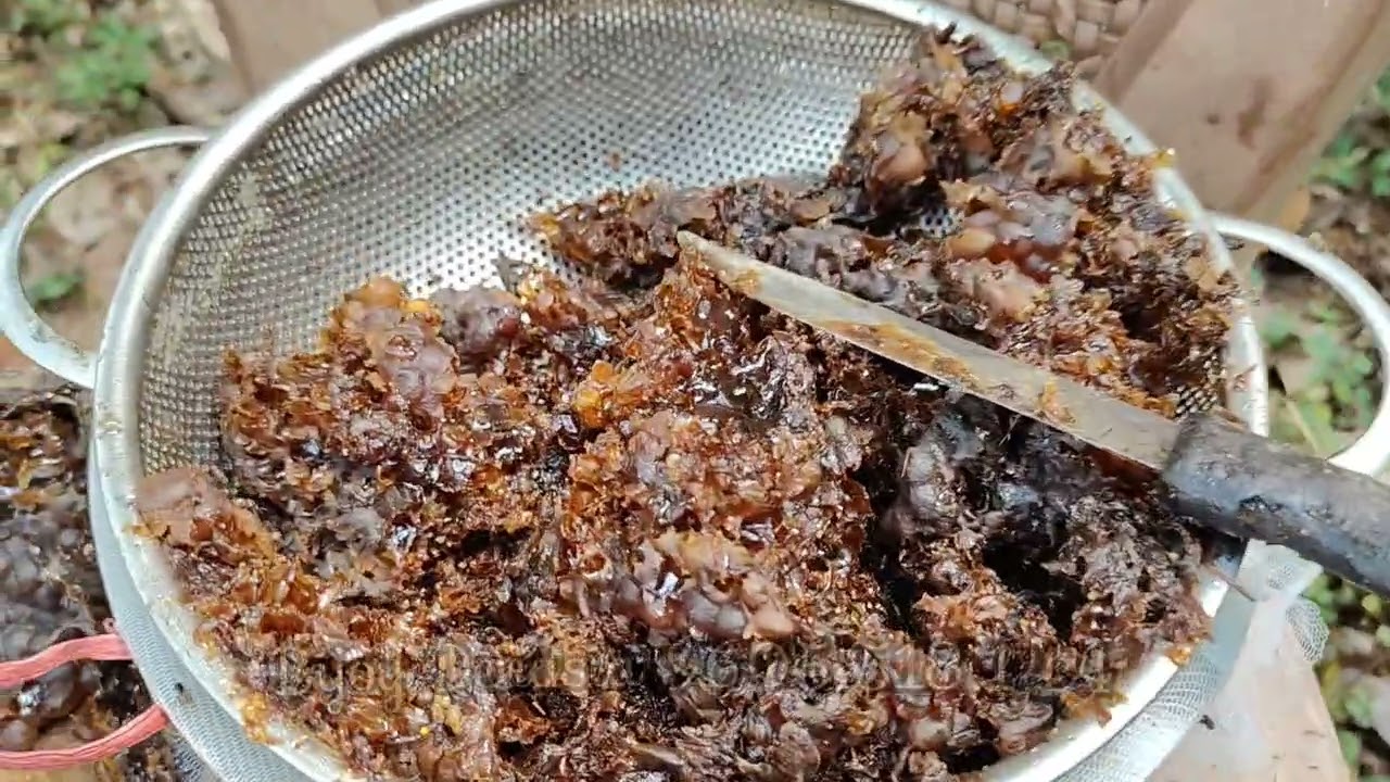 തേനെടുക്കൽ ഒരു ദിവസം മുഴുവൻ One day harvesting of stingless homey