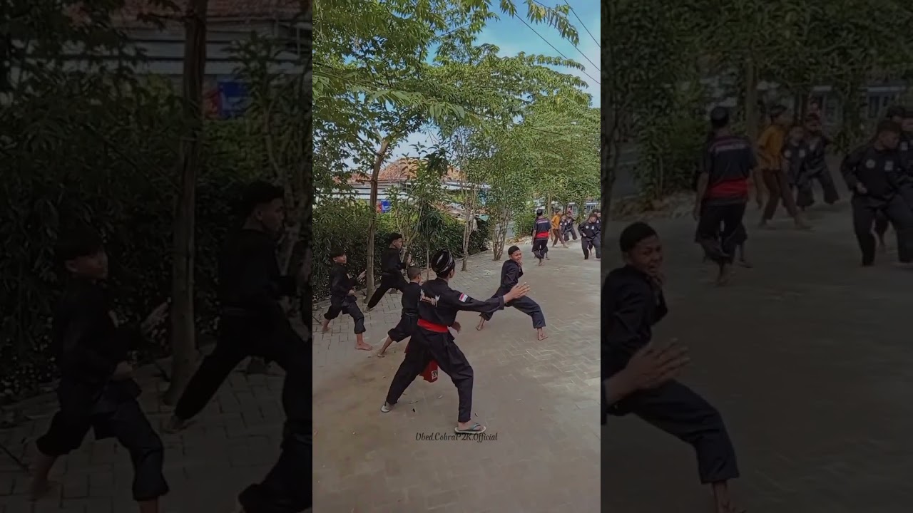 Pencak silat Cobra latihan dari berbagai tingkatan Sabuk