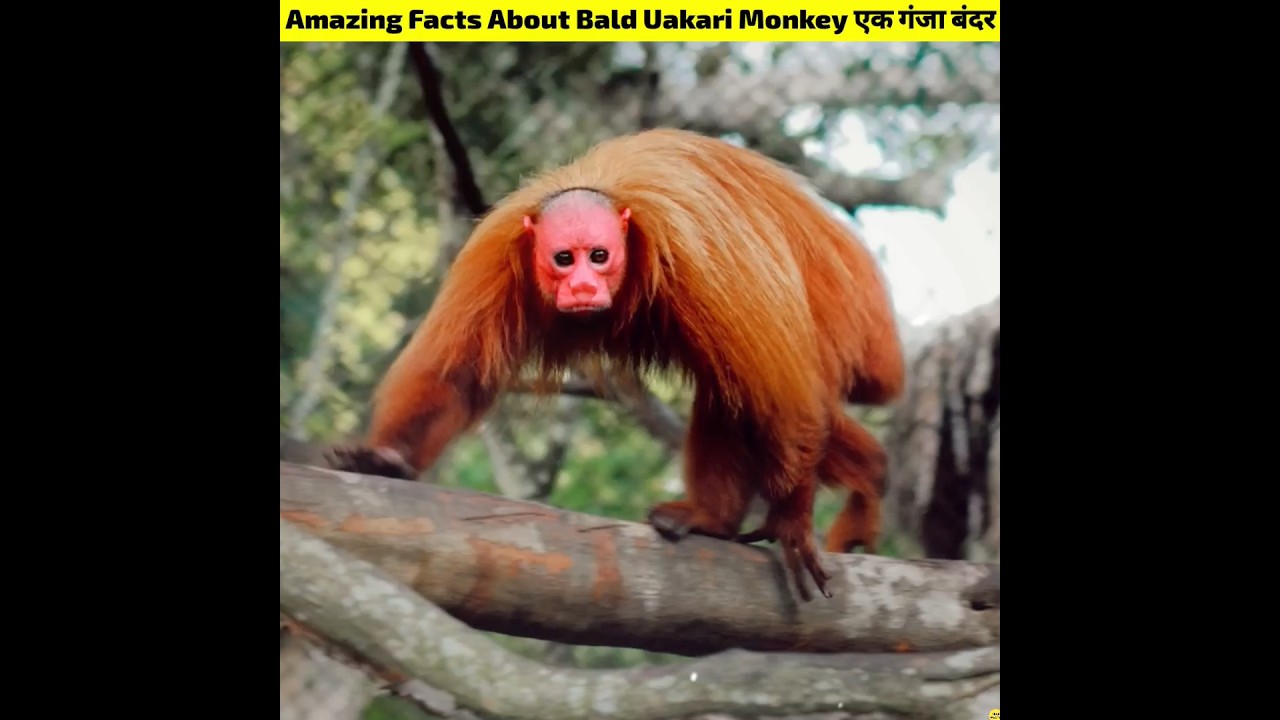 Amazing Facts About Bald Uakari Monkey in Hindi #shorts