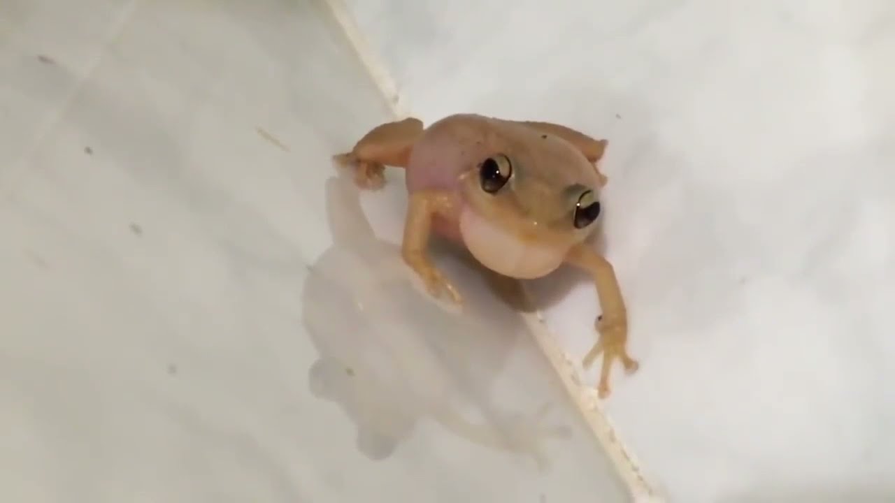 Jamming with the Coqui!