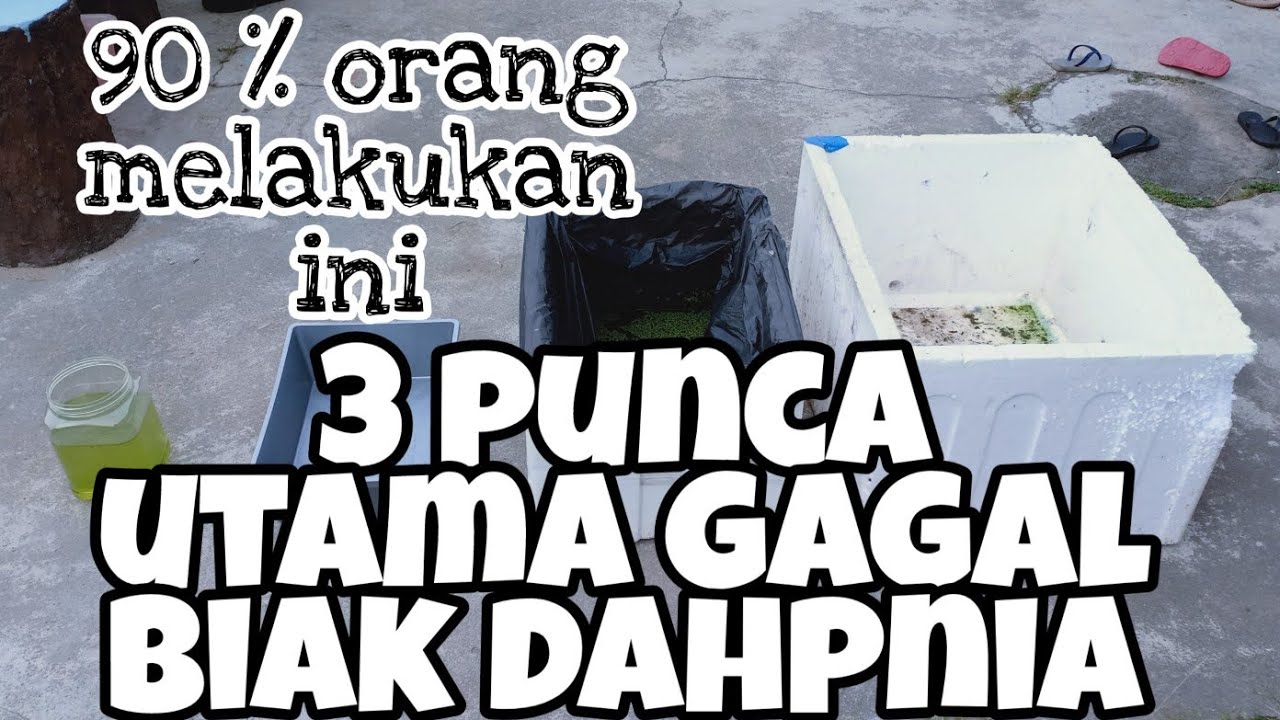 3 kesalahan utama gagal biak dahpnia magna
