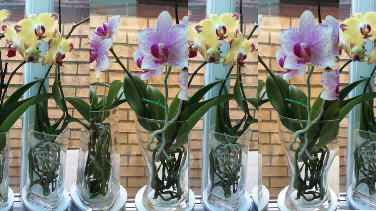 水培蝴蝶蘭11）如何給我的水培蘭花施肥）及什麼是新手養蘭專用肥（8-3-2020）