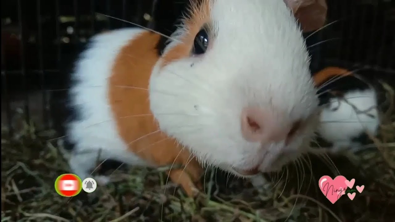 Ningrum_bermain dengan marmut part 2