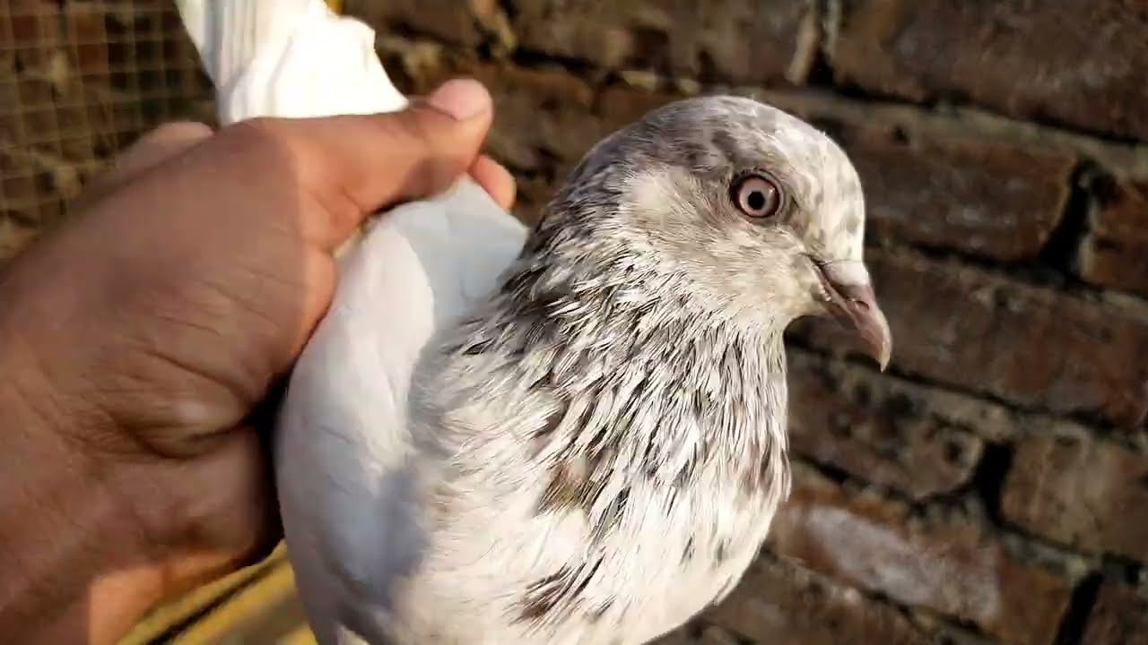 apni chat se live chirimari// #sheikhpigeonscare #kabootar #chirimari