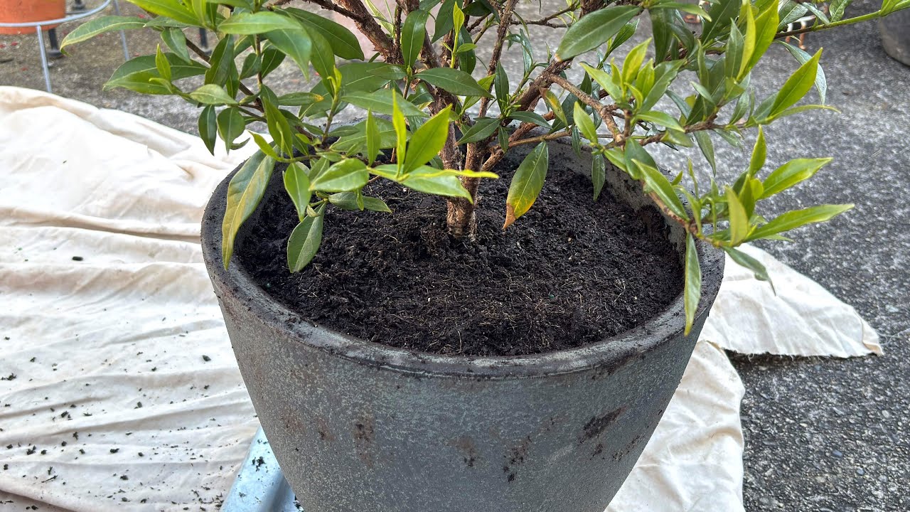 Re-pot, Heavy To Light For "Frost Proof" Gardenia (4K) - May 8, 2025