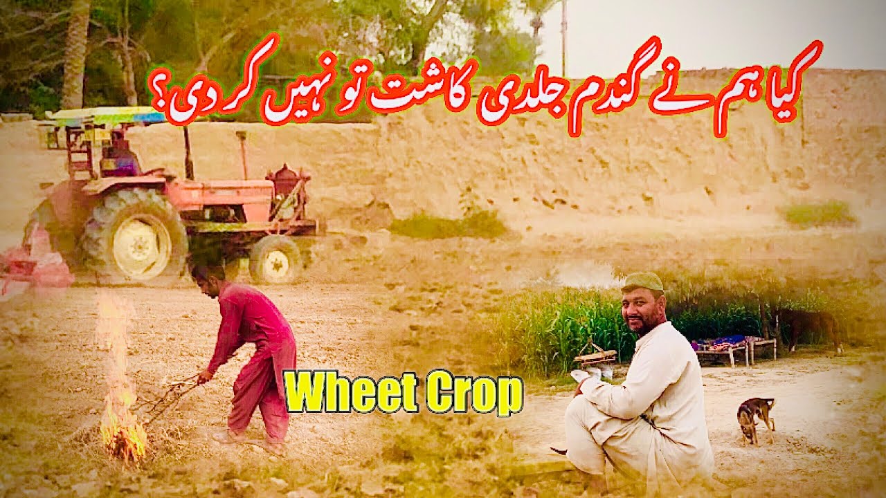 Hum ne  aj Gandam 🌾🌾 kasht kr di 