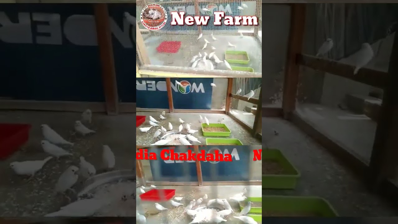 White Java New Birds Farm || From Nadia Chakdaha.