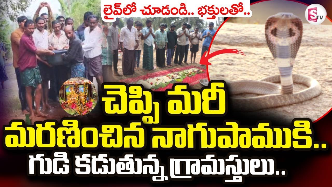 Bhimavaram Snake Incident |  మరణించిన నాగుపాముకి గుడి కడుతున్న గ్రామస్తులు.. |  @SumanTV Trend360