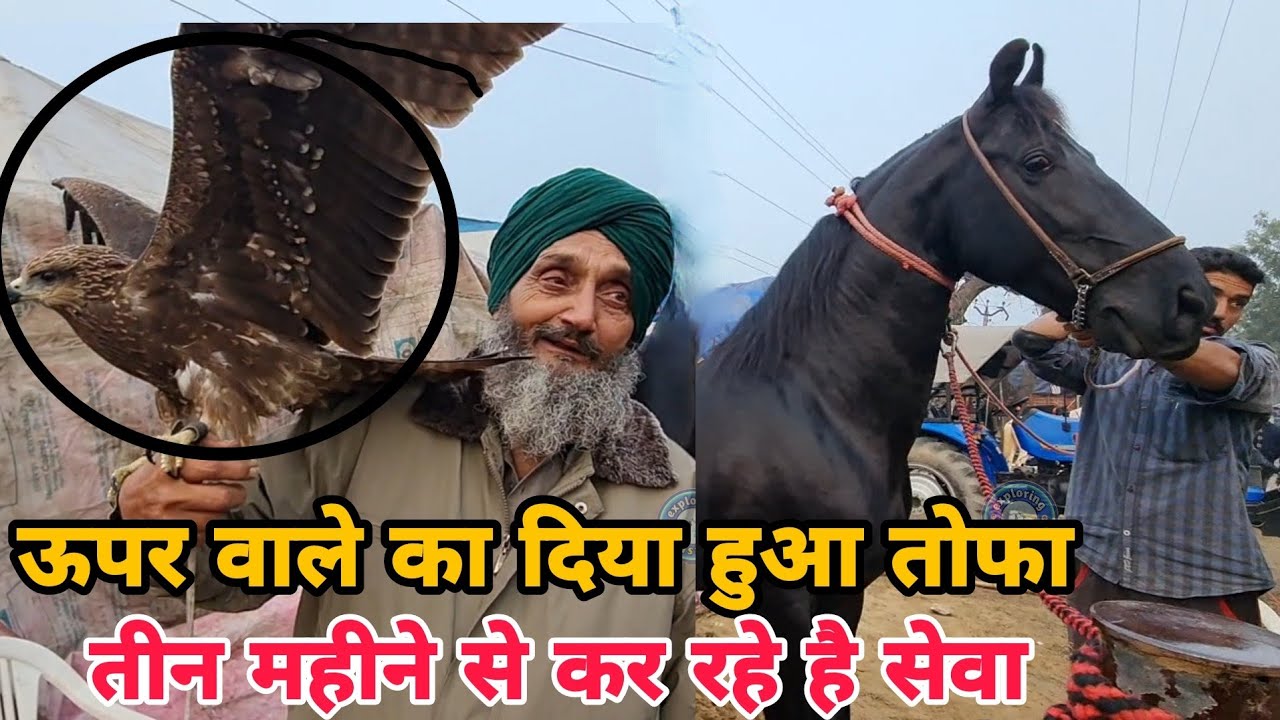 बाज़ घोड़े के साथ आया बाज़ पक्षी दोनों की दोस्ती || Muktsar Mela 2022