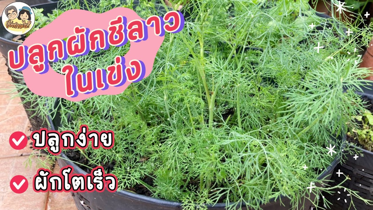 ปลูกผักชีลาวในเข่ง ปลูกง่าย ผักโตเร็ว #ย่าปลูกอะไร EP164