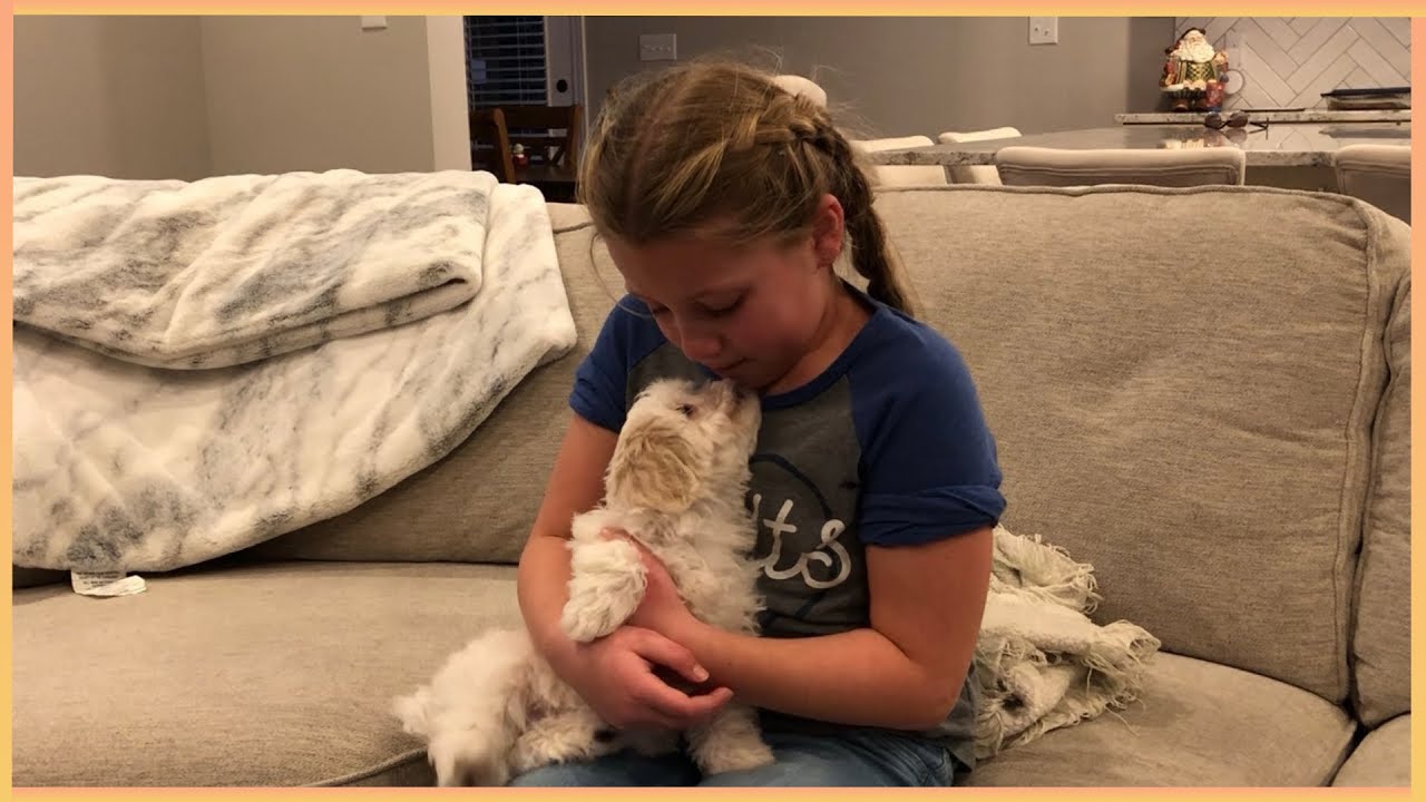 New Puppy Surprise Compilation 2024 | Wholesome Surprise Moments