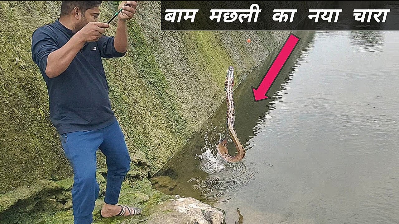 Baam Machhli pakdne ka tarika||बाम मछली पकडने का चारा|| village fishing || Fishing