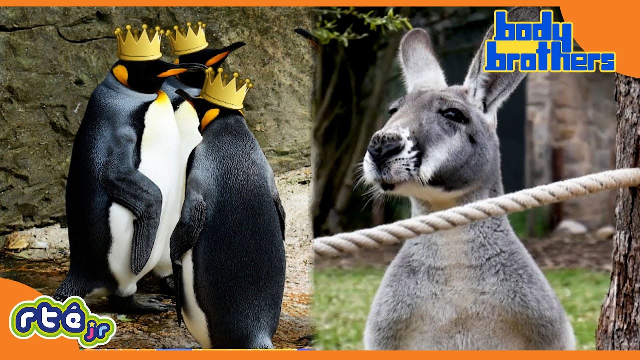 Learn All About Amazing Animals! 🐧 🦘PART 1 | Body Brothers | Themed Compilation | @RTÉKIDSjr