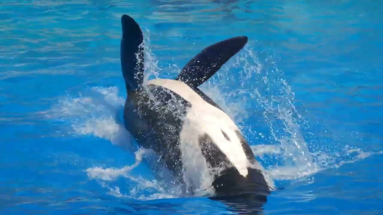 Dive into Fun at Miami Seaquarium Adventure