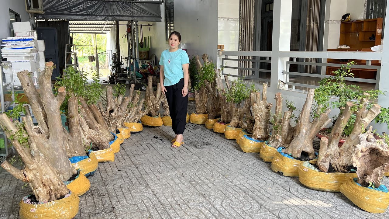 Mua cây Bằng Lăng rừng khai thác ở đâu? #0939700449 shop Thúy An giao lưu 11/2