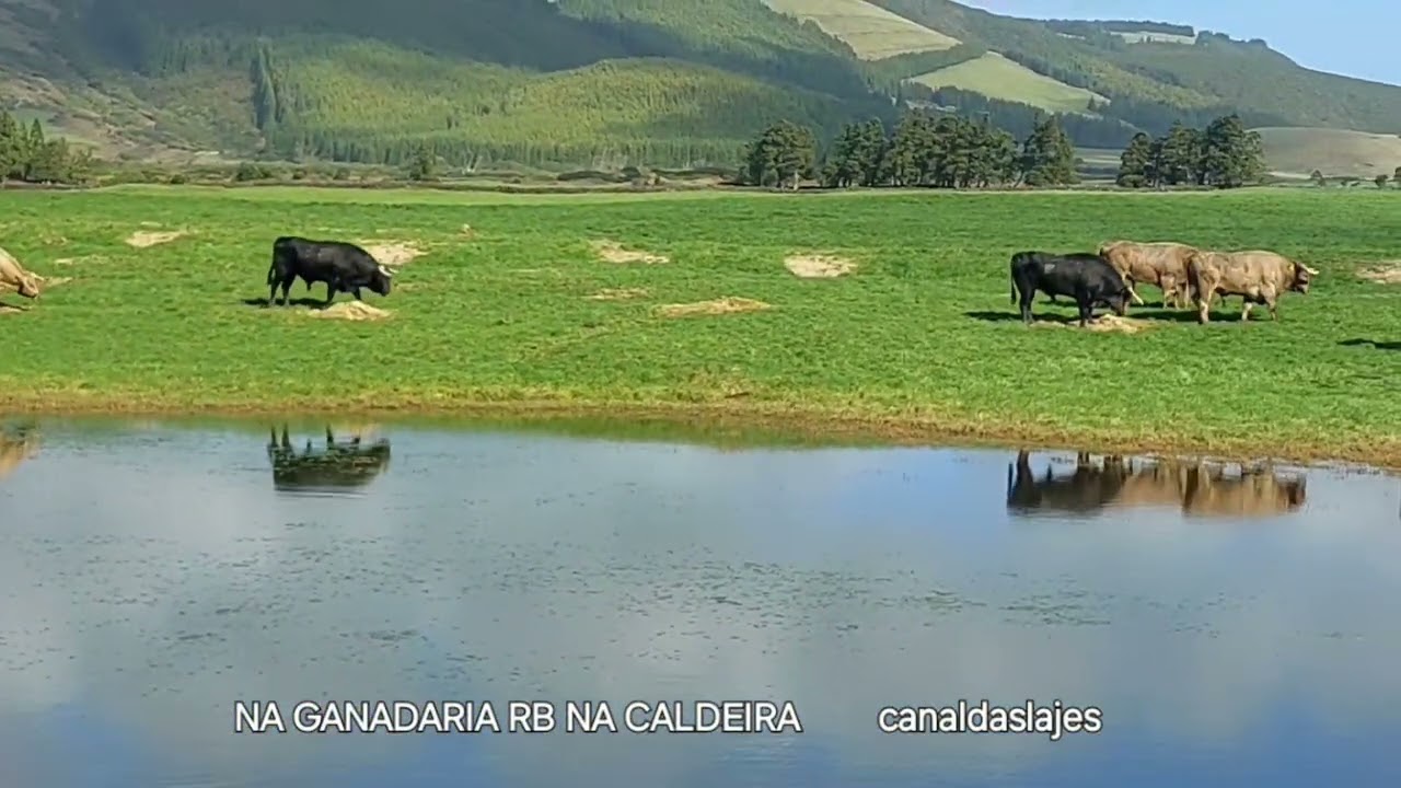 Muda de pastagens ganadaria RB 14 02 2026