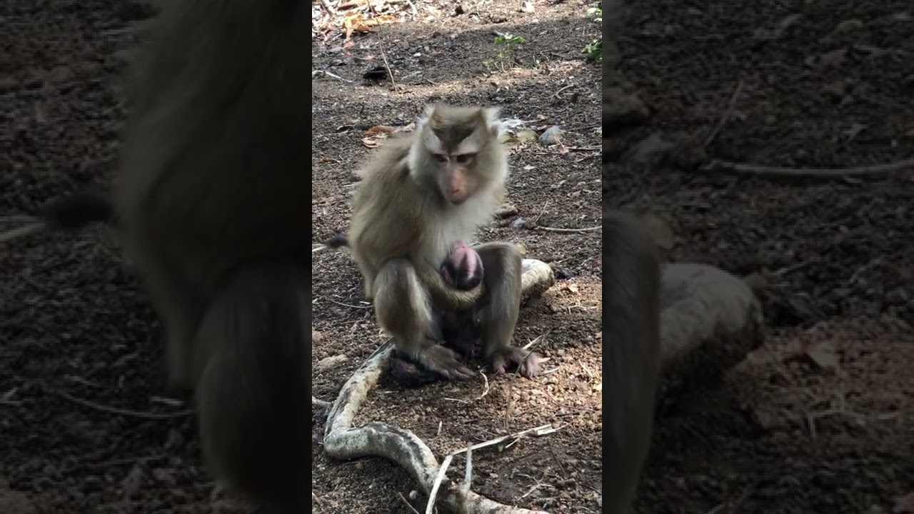 pity baby monkey just born of Mom SAHSA