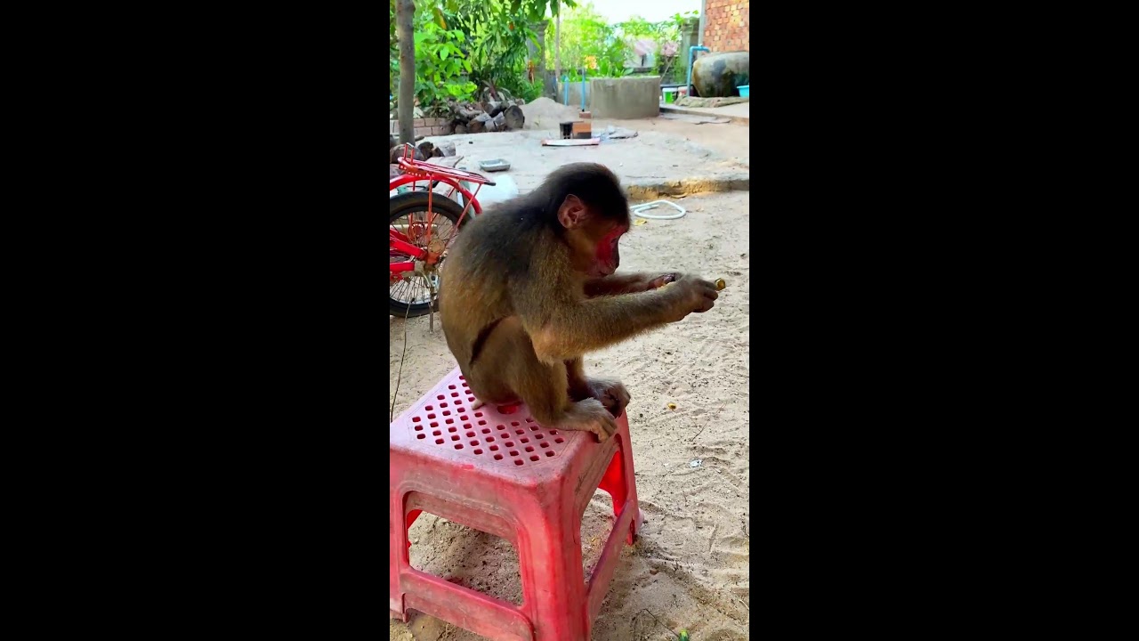 Monkey so lovely #monkey #cute #trendding #animals #livestream