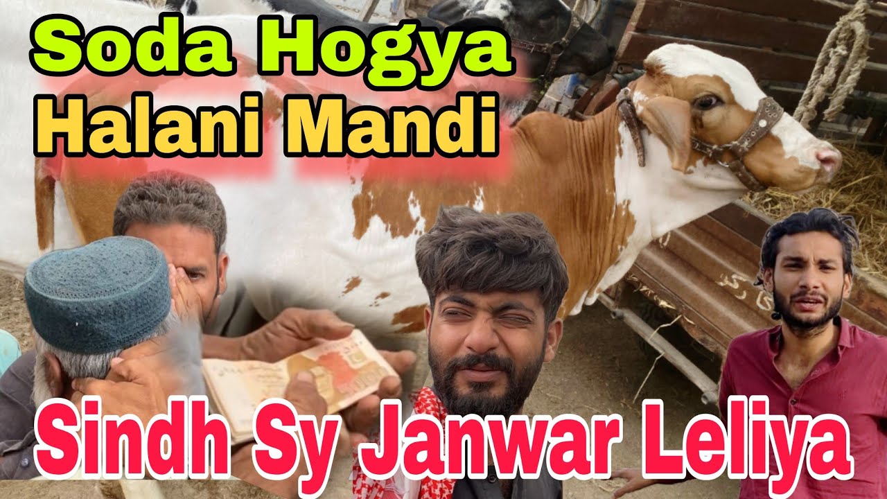 Halani Mandi Sy Qurbani Ka.Janwar Ka.Soda | qurbani 2025 | cow mandi