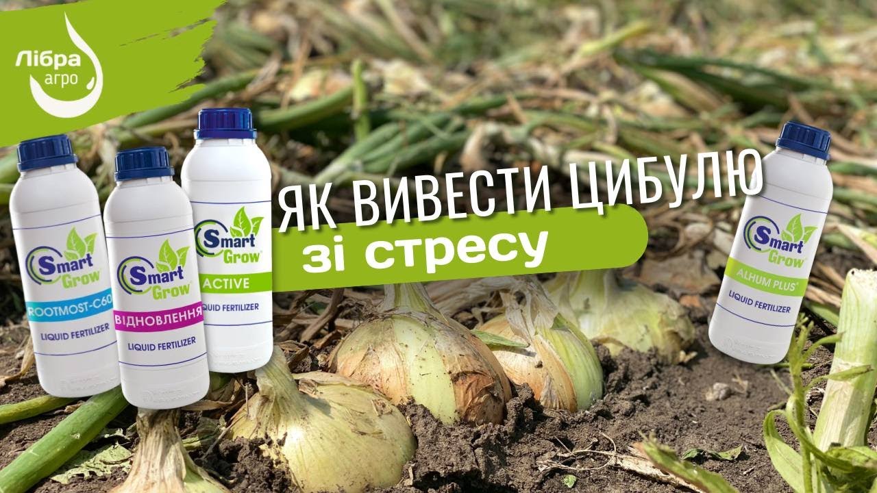 Як вивести цибулю зі стресу.  ROOTMOST-C60 + ВІДНОВЛЕННЯ + ACTIVE + ALHUM від лінійки SMART GROW