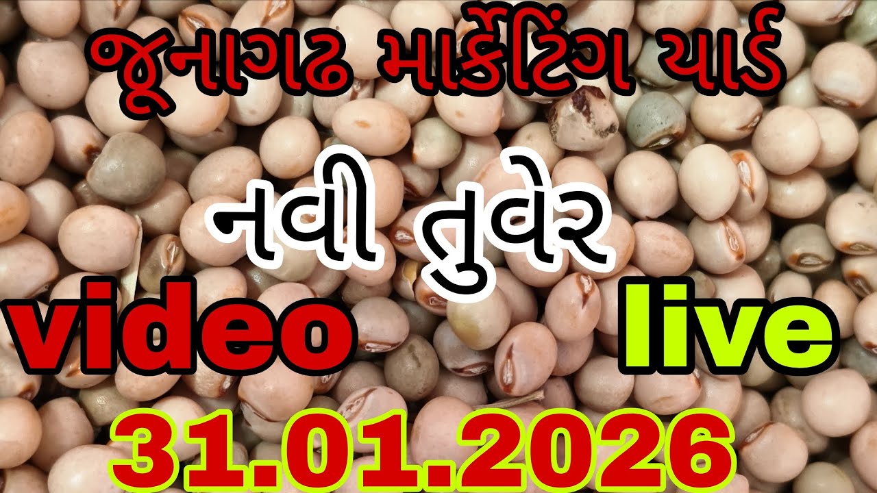 જુનાગઢ માર્કેટિંગ યાર્ડ લાઈવ ભાવ નવી જૂની તુવેર ના બજાર શનિવાર 31.01.2026 junagadh marketing yard 