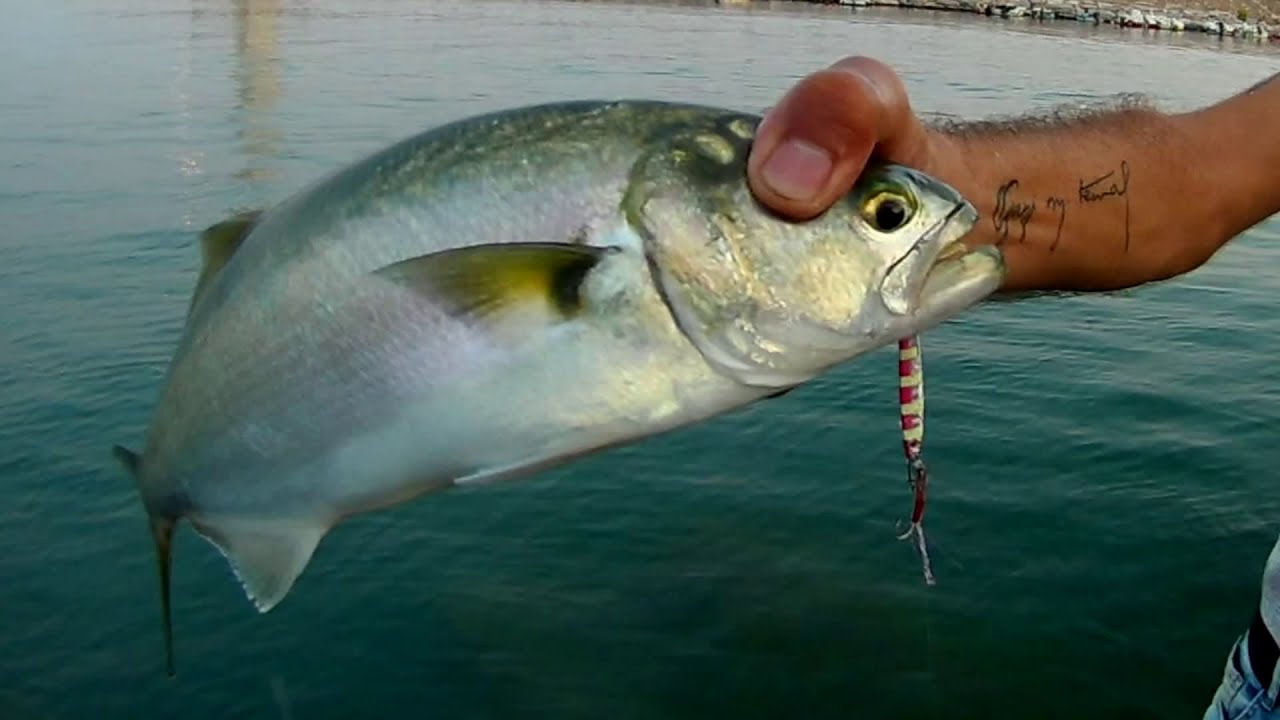 lrf disiplini jig ile l&uuml;fer avı - alanya limanda l&uuml;fer avı