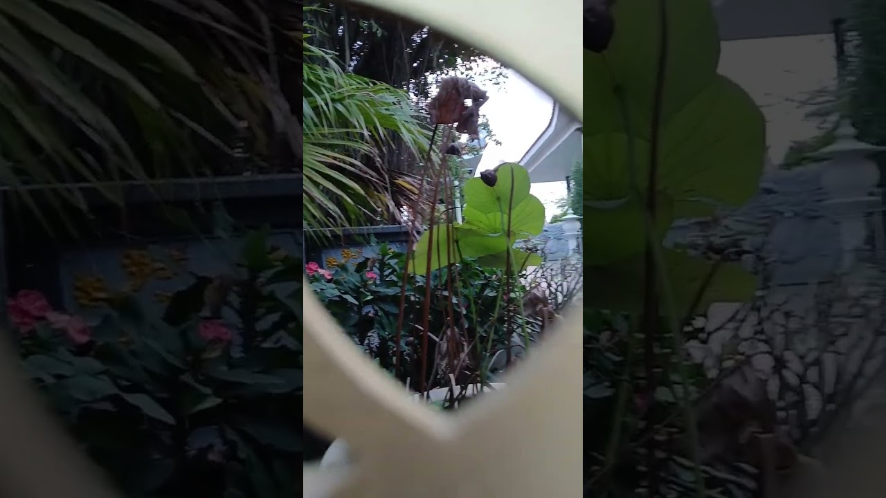 Nhà mồ bảy tỷ
