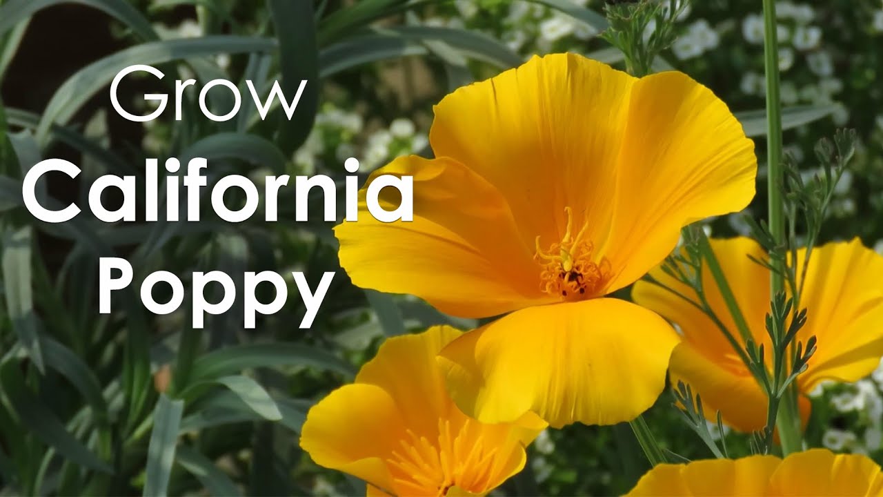 California Poppy | How to Grow California Poppy | Poppy Flowers